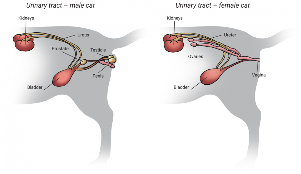 Calibra VDcat pro www - Struvite - Sch1 - ANGL